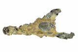 Fossil Mud Lobster (Thalassina) - Australia #95781-3